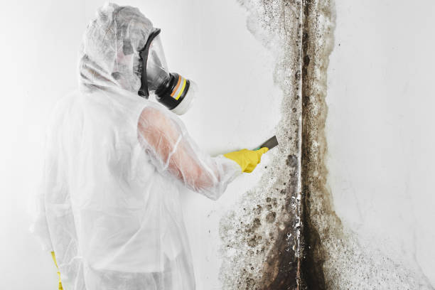 Best Post-Flood Mold Remediation in Tishomingo, OK