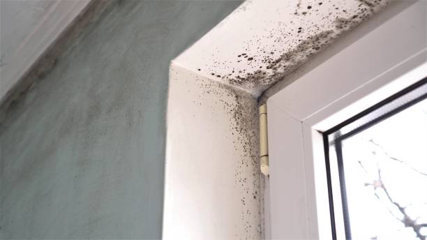 Best HVAC Mold Remediation in Tishomingo, OK