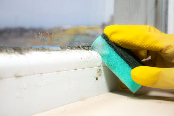 Best DIY Mold Remediation Support Services in Tishomingo, OK