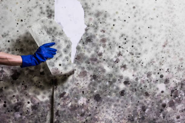Best Bathroom Mold Remediation in Tishomingo, OK