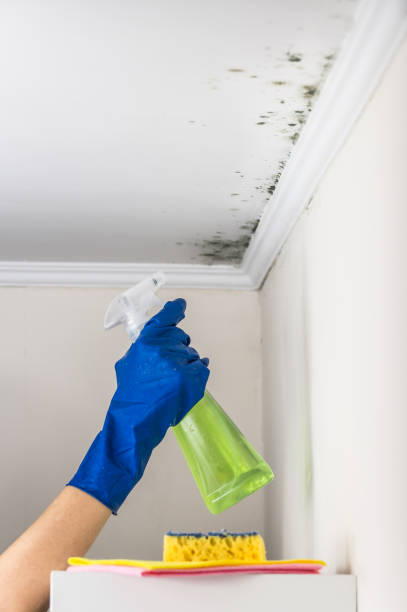 Best Mold Testing and Inspection Services in Tishomingo, OK